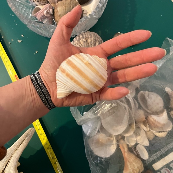 Real Starfish - Picture 13 of 14